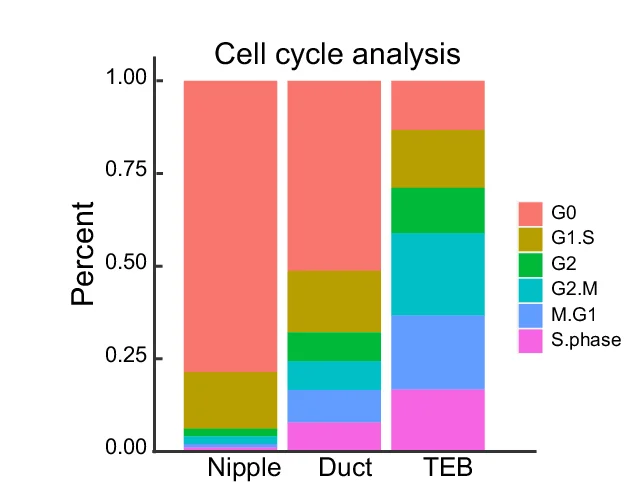 Open access visualization of Stacked Bar Plot, Cell Cycle Phases, Basal Cells, TEB, Duct