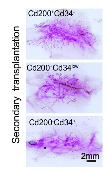 Open access visualization of Microscopy, Reconstituted Mammary Gland, Secondary Transplants, CD200-CD34+, CD200+CD34low