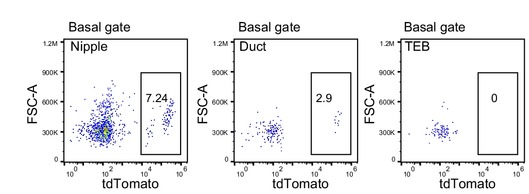 Open access visualization of Scatter Plot, Doxycycline, Bcl11b-rtTA, TetO-Cre, R26-tdTomato
