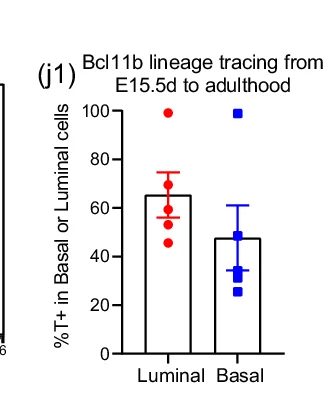 Open access visualization of Bar Plot, Scatter Plot, Error Bars, Lineage Tracing, Bcl11b