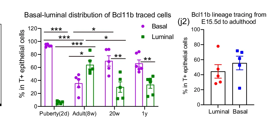 Open access visualization of Bar Plot, Scatter Plot, Error Bars, tdTomato, Epithelial Cells