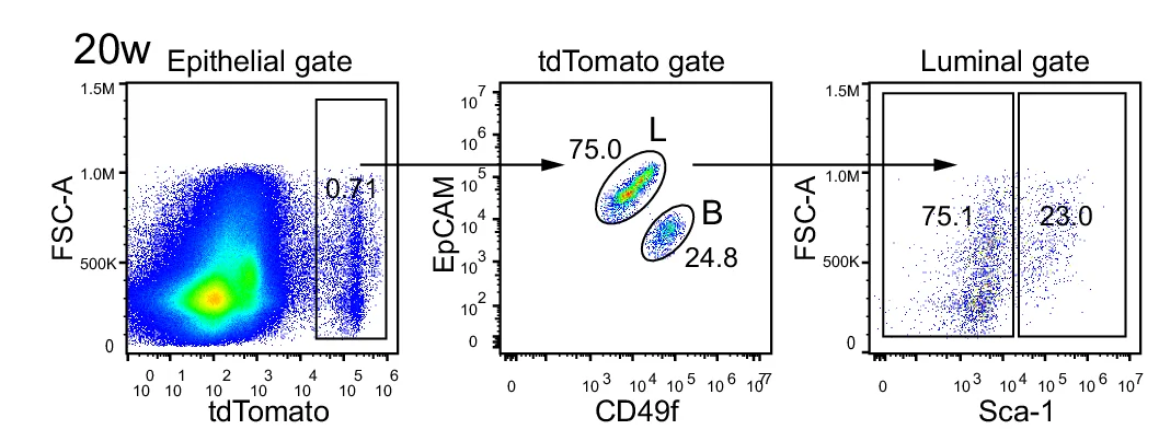 Open access visualization of Scatter Plot, FACS Plots, Bcl11b, Mammary Populations, Puberty