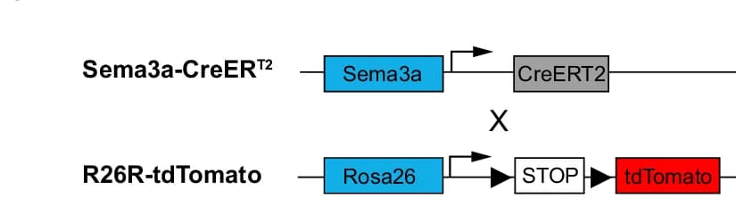 Open access visualization of Workflow, Flowchart, Illustration, Schematic Diagram, Tamoxifen-Inducible