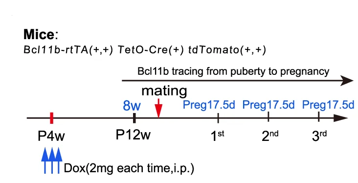 Open access visualization of Workflow, Lineage Tracing, Bcl11b Cells, Mammary Glands, tdTomato Labeling