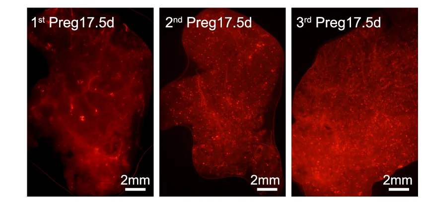 Open access visualization of Microscopy, Fluorescence Images, tdTomato Positive Clones, Mammary Glands, Bcl11b-rtTA/TetO-Cre/tdTomato Mice