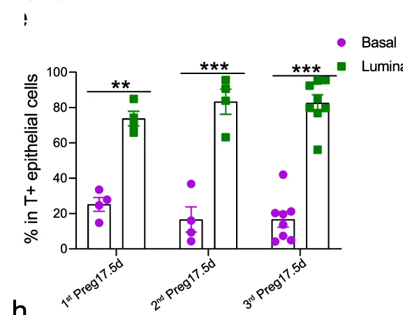 Open access visualization of Bar Plot, Scatter Plot, Error Bars, Bar Charts, tdTomato-labeled Epithelial Cells