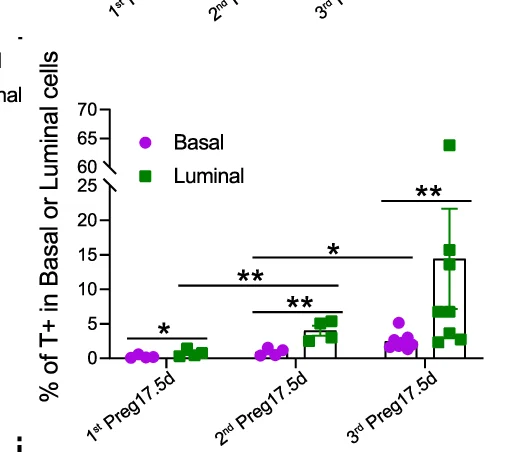 Open access visualization of Scatter Plot, Error Bars, Bar Charts, tdTomato-labeled Epithelial Cells, Basal Populations