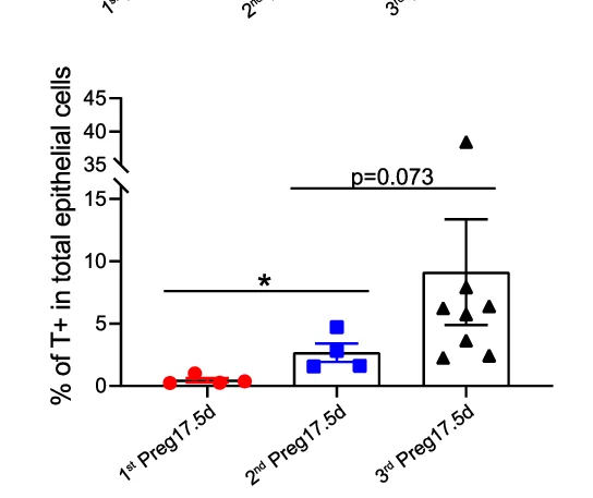 Open access visualization of Bar Plot, Error Bars, Scatter Plot, Bar Chart, tdTomato-labeled Cells