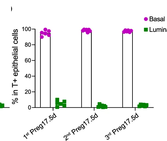 Open access visualization of Bar Plot, Scatter Plot, Bar Charts, tdTomato-labeled Cells, Basal Populations