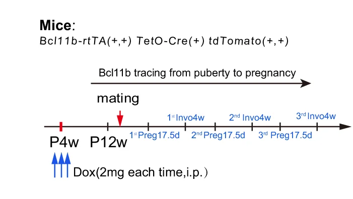 Open access visualization of Workflow, Flowchart, Tracing Strategy, Bcl11b Cells, Pregnancies