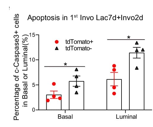 Open access visualization of Bar Plot, Error Bars, Scatter Plot, Bar Chart, Apoptotic Cells