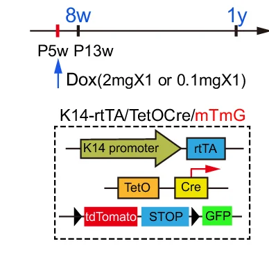 Open access visualization of Workflow, Flowchart, Doxycycline-inducible Krt14-rtTA/TetO-Cre/R26-mTmG Model, Krt14-rtTA Mice, TetO-Cre Mice