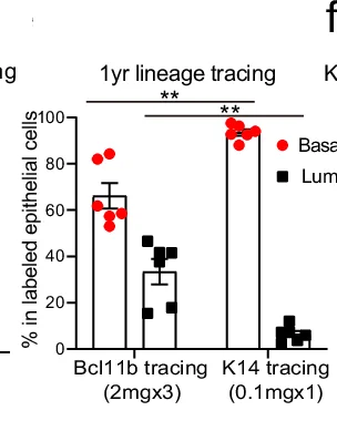 Open access visualization of Bar Plot, Error Bars, Scatter Plot, Bar Chart, Bcl11b-traced Epithelia