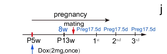 Open access visualization of Workflow, Lineage Tracing, Krt14-positive Cells, Bcl11b, Krt14-rtTA/TetO-Cre/mTmG / Bcl11b wt/wt Mice