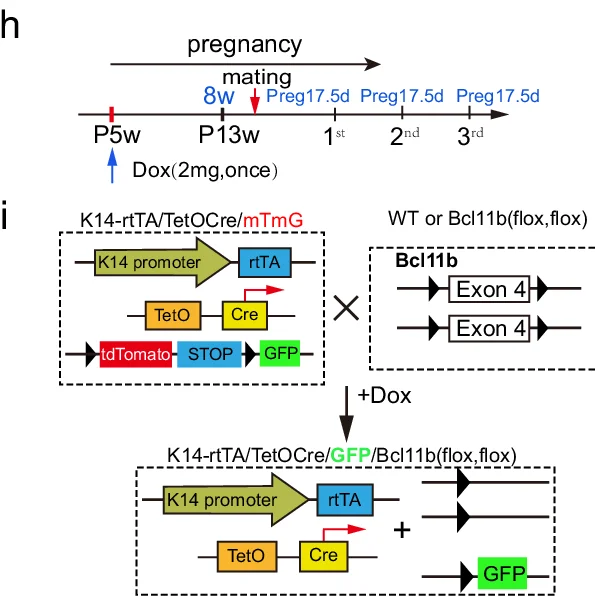 Open access visualization of Workflow, Flowchart, Illustration, Fluorescence Images, GFP-positive Clones
