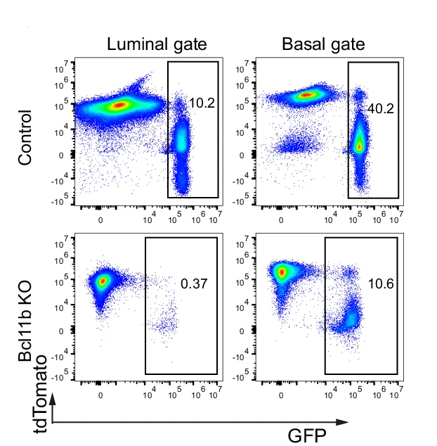 Open access visualization of Scatter Plot, FACS Plots, GFP-labeled Cells, Basal Compartments, Luminal Compartments