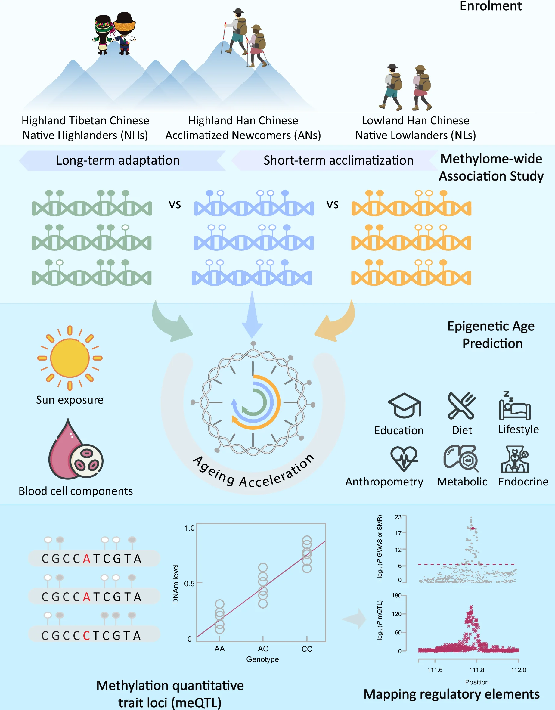 Open access visualization of Scatter Plot, Regression Plot, Manhattan Plot, Workflow, Illustration