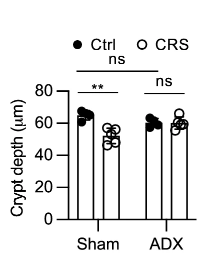 Open access visualization of Bar Plot, Scatter Plot, Flow Cytometry, Lgr5-EGFP Positive Cells, Small Intestine