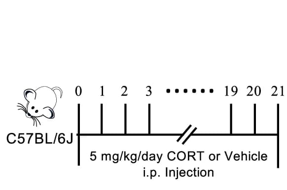 Open access visualization of Workflow, Illustration, CORT Administration, Mice, Injection