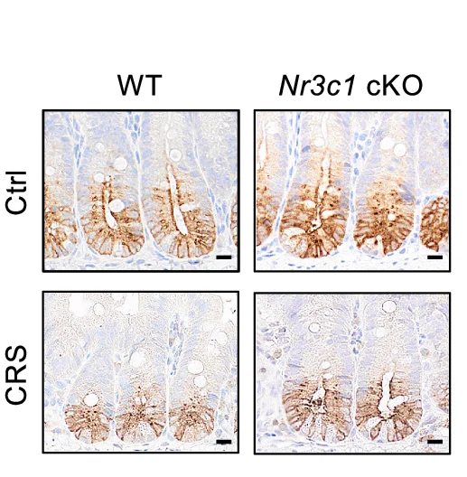 Open access visualization of Microscopy, Olfm4 Staining, Olfm4 Positive Cells, Crypt, Jejuna