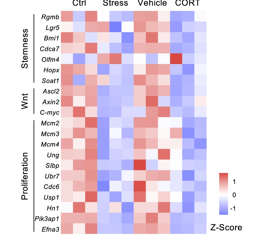 Open access visualization of Heatmap, Stem Cell Marker Genes, Wnt-Related Genes, Proliferation-Related Genes, Intestinal Stem Cells