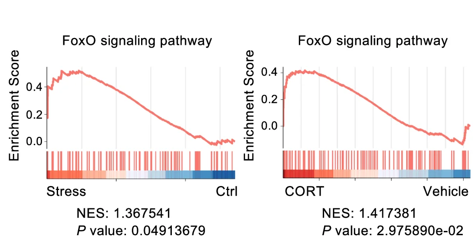 Open access visualization of Line Plot, Gene Set Enrichment Analysis, Transcriptome Profiles, FoxO Signaling Pathway, Intestinal Stem Cells