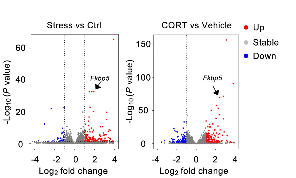 Open access visualization of Volcano Plot, Volcano Plots, Differentially Expressed Genes, Intestinal Stem Cells, Restraint Stress