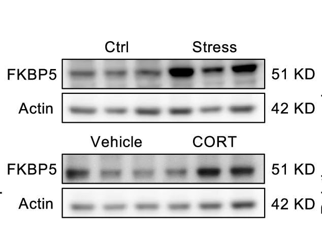 Open access visualization of Gel, Western Blotting, FKBP5, Small Intestinal Crypts, Restraint Stress