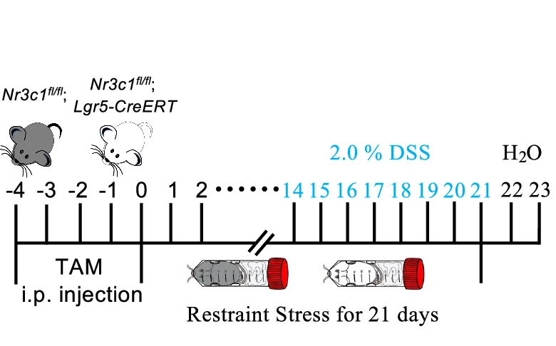 Open access visualization of Workflow, Illustration, DSS-Induced Colitis Model, WT Mice, Nr3c1 cKO Mice