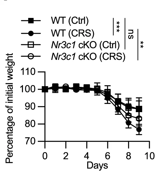 Open access visualization of Line Plot, Error Bars, Colon Image, WT Mice, Nr3c1 cKO Mice