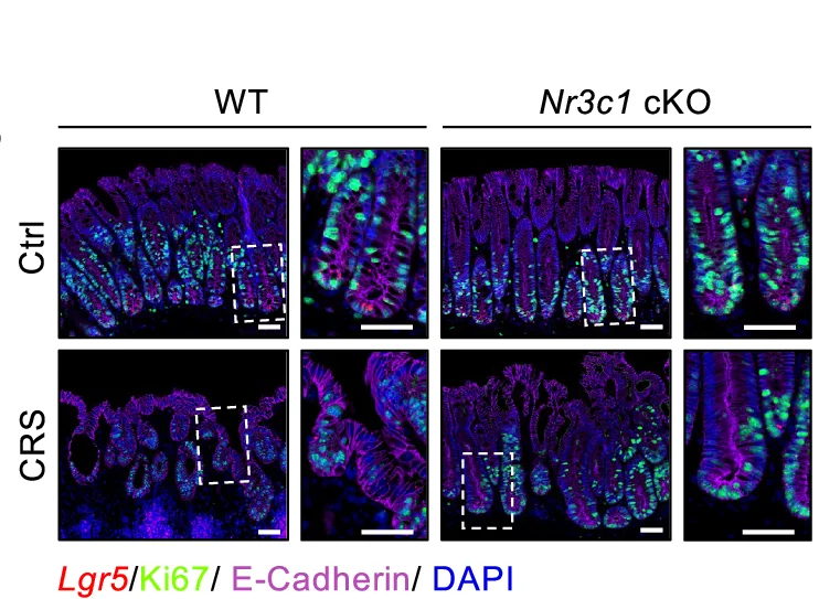 Open access visualization of Microscopy, In Situ Hybridization, Immunofluorescence Staining, Lgr5, Ki67