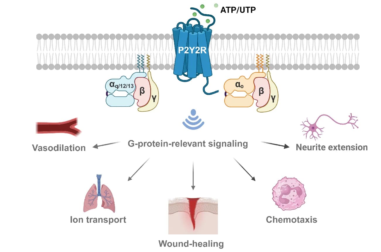 Open access visualization of Workflow, Illustration, G-Protein, Signaling Pathways, P2Y2R