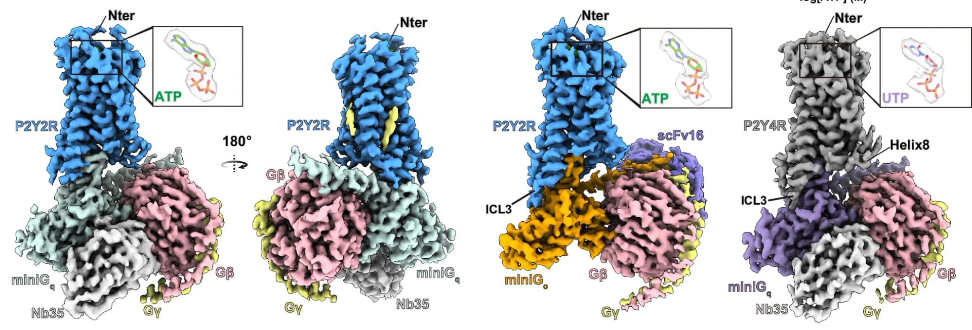 Open access visualization of Protein Structure, Cryo-EM, Density Maps, ATP-P2Y2R-miniGq-Nb35 Complex, ATP-P2Y2R-miniGo-scFv16 Complex