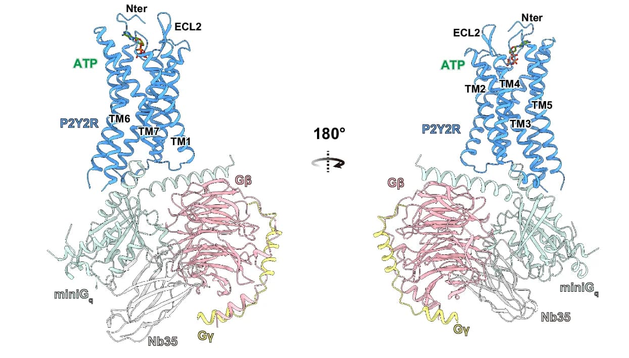 Open access visualization of Protein Structure, Cartoon Representation, ATP-P2Y2R-miniGq-Nb35 Complex, Structure