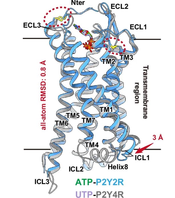 Open access visualization of Protein Structure, Structural Superposition, ATP-P2Y2R-Gq-Nb35 Complex, UTP-P2Y4R-Gq-Nb35 Complex, P2Y2R