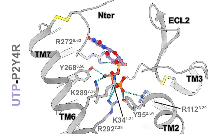 Open access visualization of Protein Structure, UTP, Transmembrane Core, P2Y4R