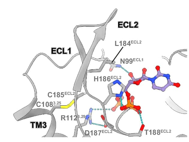 Open access visualization of Protein Structure, Chemical Structure, UTP, ECL1, ECL2