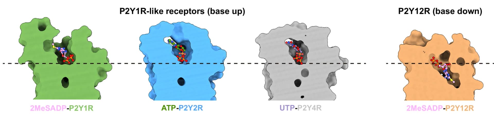 Open access visualization of Protein Structure, Chemical Structure, Ligand-binding Pockets, P2Y1R, P2Y2R