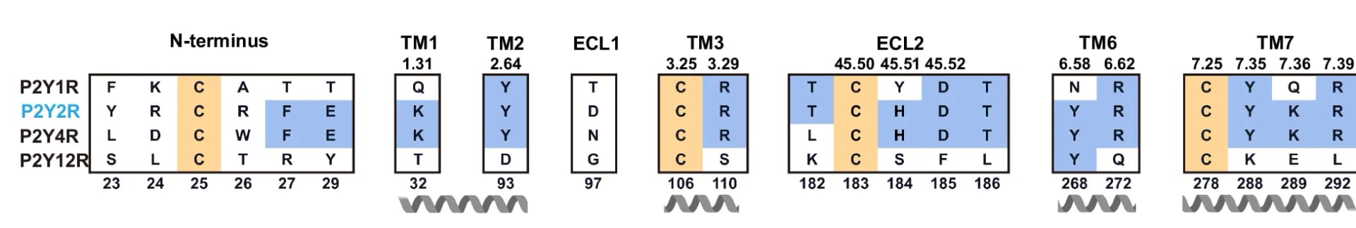 Open access visualization of Table Image, Sequence Alignment, Ligand-binding Pockets, P2Y1R, P2Y2R