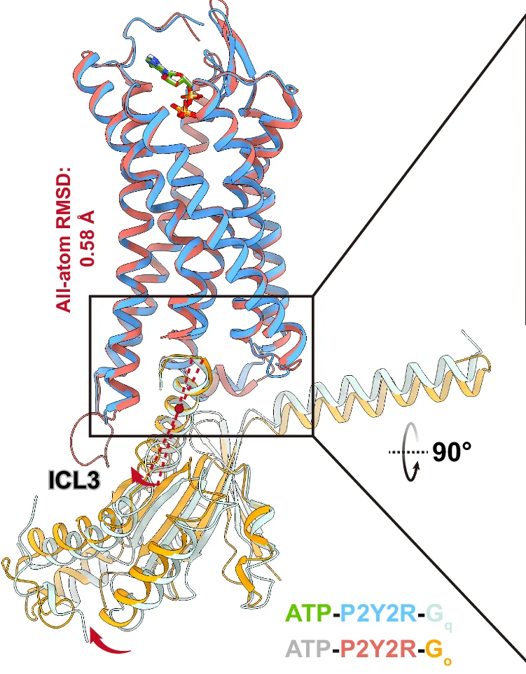 Open access visualization of Protein Structure, ATP-P2Y2R-Gq Complex, ATP-P2Y2R-Go Complex, Conformational Changes, Receptors