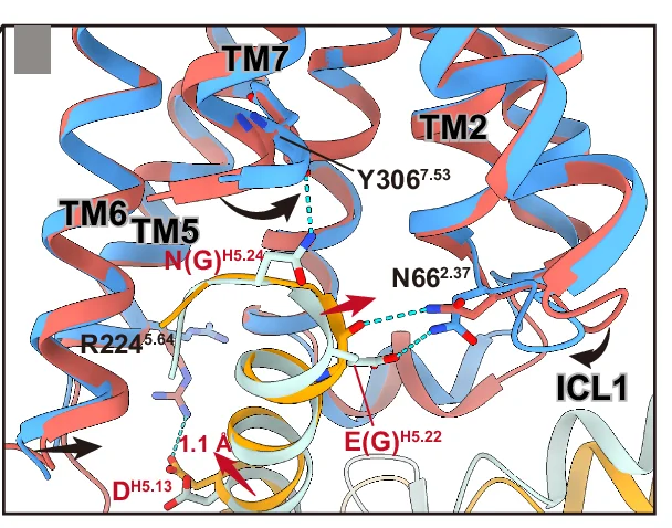 Open access visualization of Protein Structure, Chemical Structure, P2Y2R, Gq Protein, Go Protein