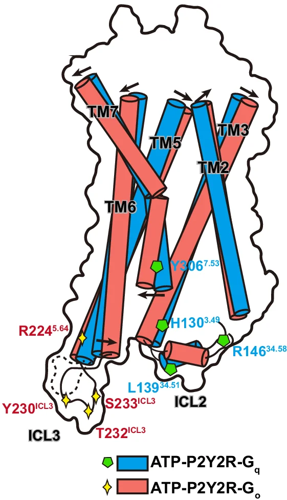 Open access visualization of Illustration, Chemical Structure, P2Y2R, Conformational Changes, Interface Residues
