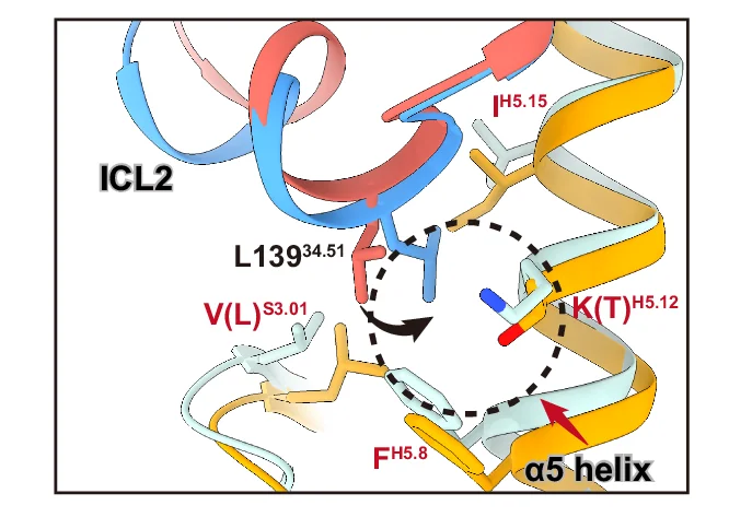 Open access visualization of Protein Structure, Chemical Structure, Hydrophobic Interactions, Residue L139, ICL2