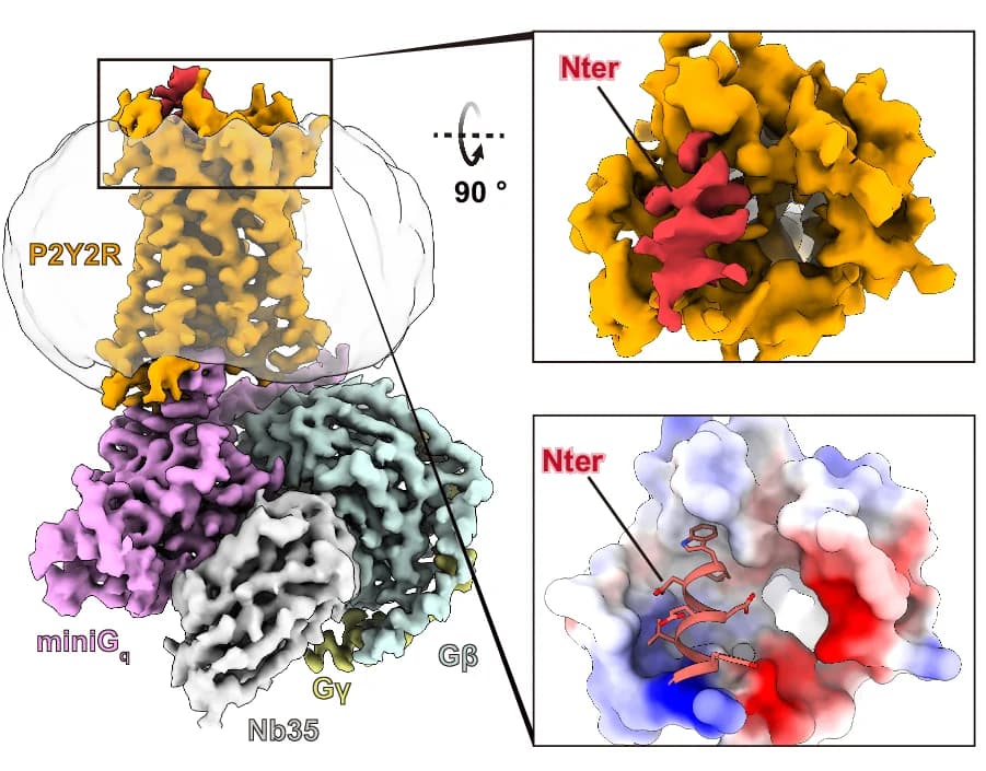 Open access visualization of Protein Structure, Cryo-EM, Density Map, P2Y2R-Gq Complex, Apo State