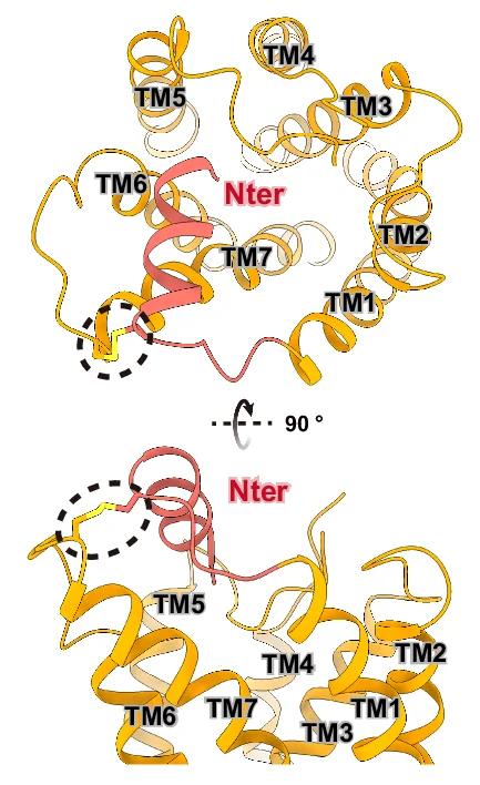 Open access visualization of Protein Structure, Swapped Mutants, N-Terminus, Constitutive Activity, P2Y2R