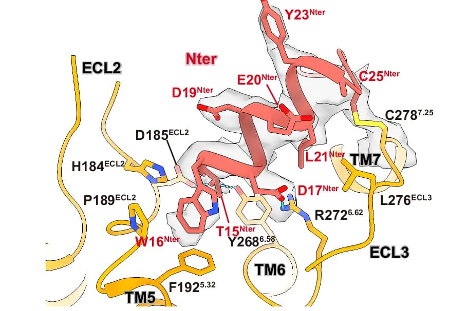 Open access visualization of Protein Structure, Interactions, N-Terminus, Receptor, Polar Contacts