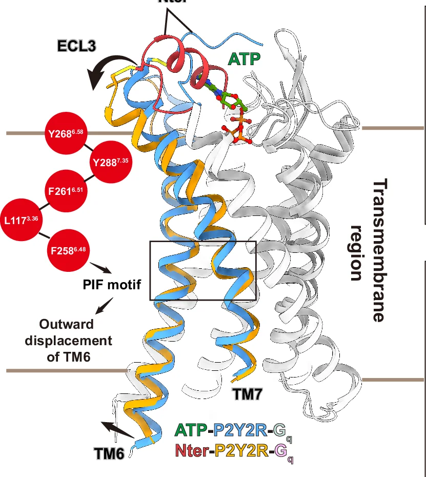 Open access visualization of Protein Structure, Chemical Structure, P2Y2R-Gq Complex, ATP, Transmembrane Helices