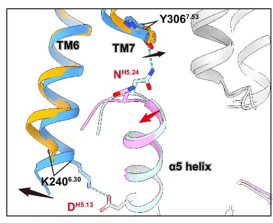 Open access visualization of Protein Structure, Chemical Structure, P2Y2R-Gq Interfaces, ATP, alpha5 Helix