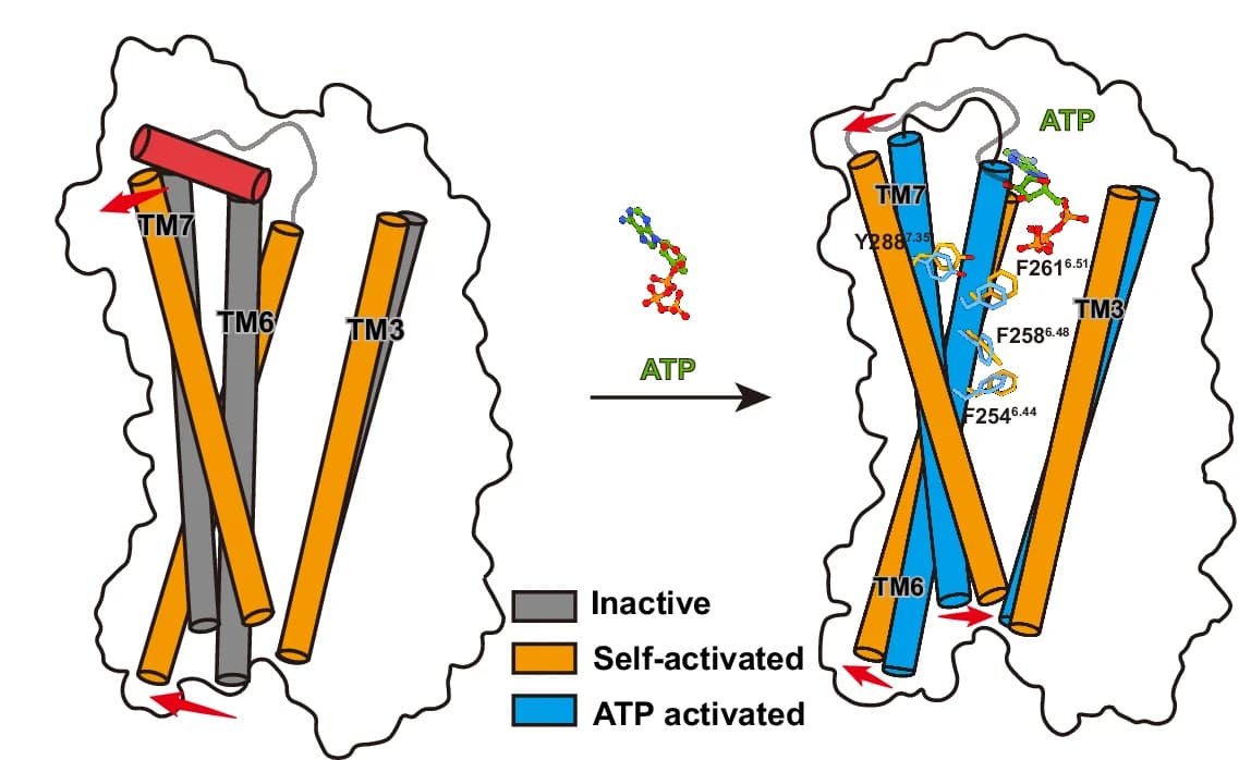 Open access visualization of Illustration, Chemical Structure, P2Y2R, AlphaFold2, Inactive State