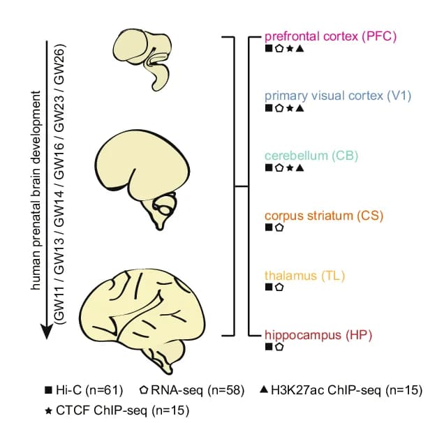 Open access visualization of Illustration, Chromatin Organization, Brain Regions, Study Design